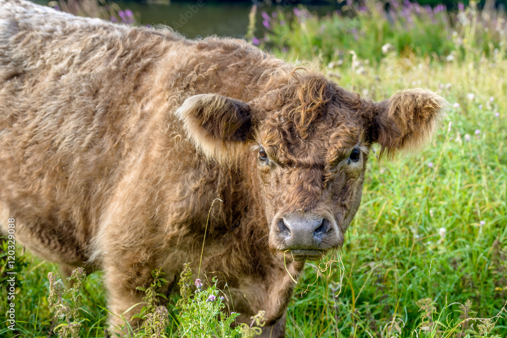 Galloway curiously looking at the photographer