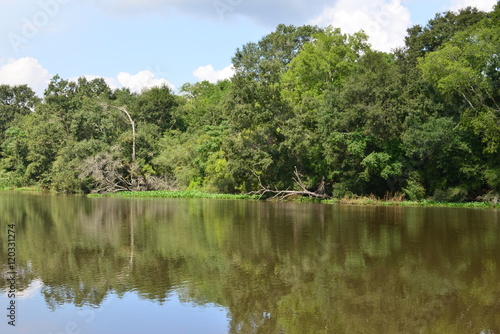 A lake at a Swamp on Louisiana.  