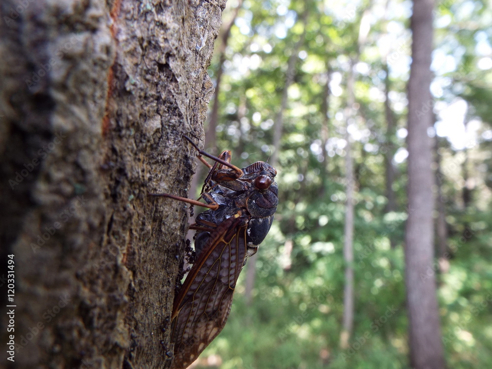Obraz premium 木につかまったまま死んでいるアブラゼミ