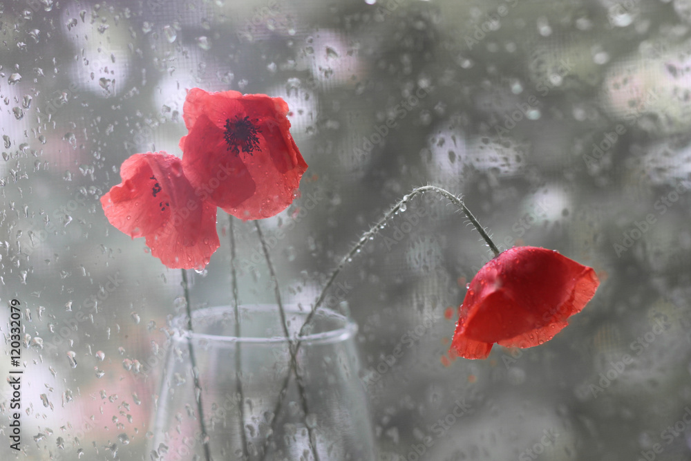 Fototapeta premium Красные маки в стеклянной вазе под дождём