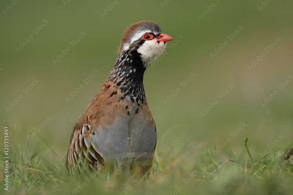 A red-legged partridge over a green meadow at the first days of the spring A red-legged partridge over a green meadow at the first days of the spring