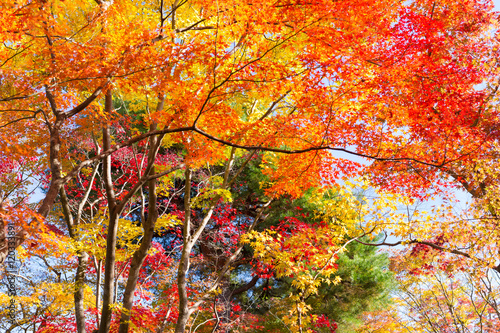 Tableau sur toile Farbenfroher Herbstwald