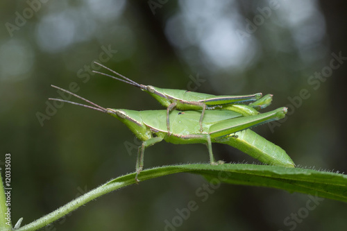 Long-faced Grasshopper in Thailand.