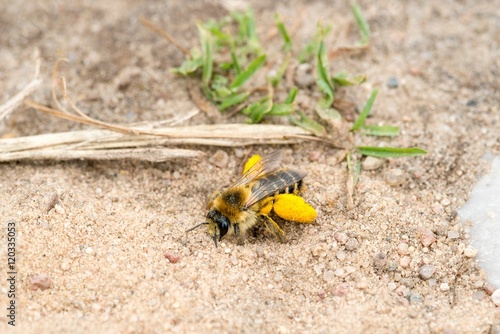 Raufüßige / Braunbrüstige / Dunkelfransige Hosenbiene / Rauhfüßige Bürstenbiene (Dasypoda hirtipes), Weibchen, sitzt auf Sandboden, Mecklenburg-Vorpommern, Deutschland