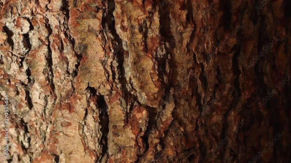 Close up of tree bark
Close up of tree bark