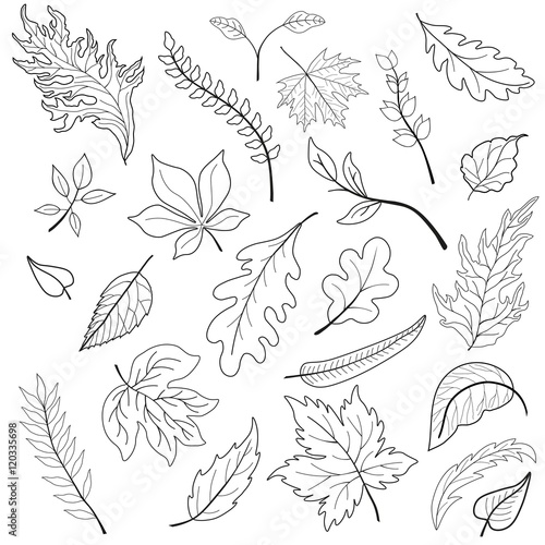 Set of images of leaves