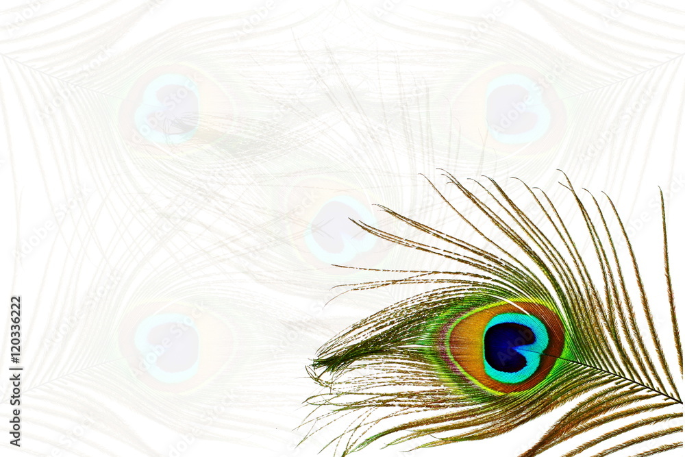 Fototapeta premium Beautiful peacock feathers as background with text copy space