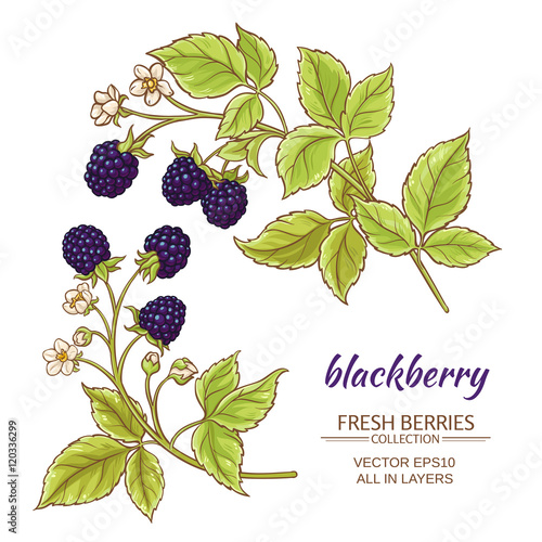 blackberry vector set