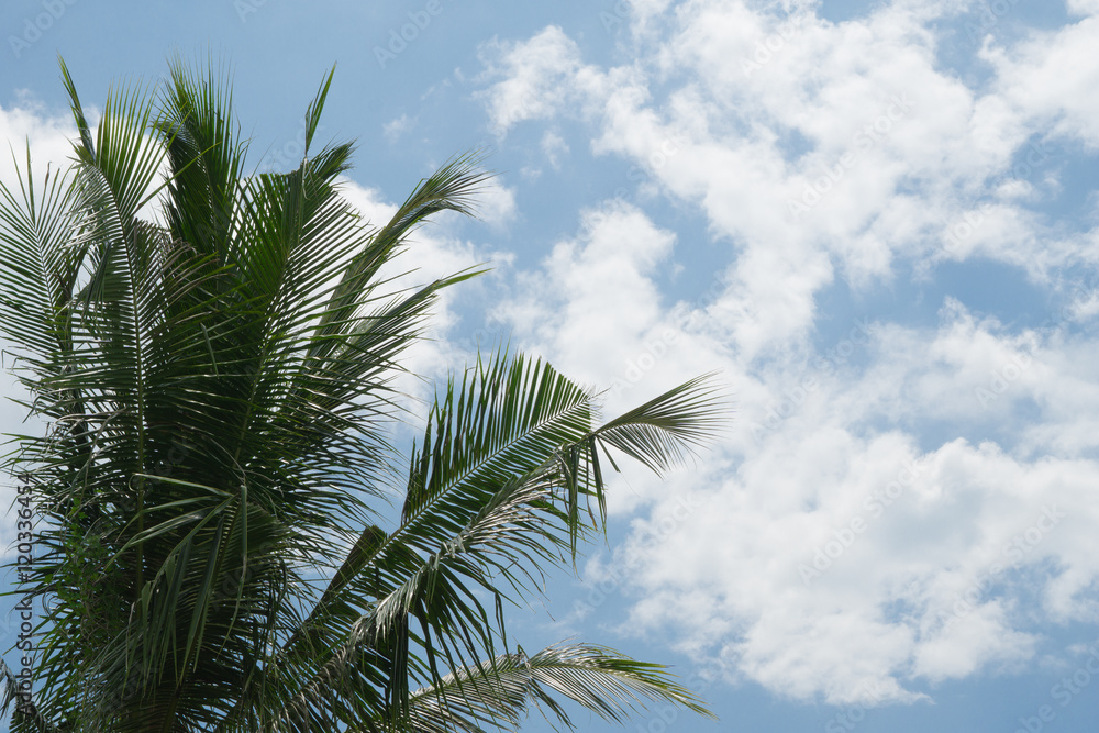 Coconut tree and cloud sky
