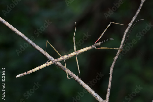 Wallpaper Mural Stick insect in Southeast Asia. Torontodigital.ca