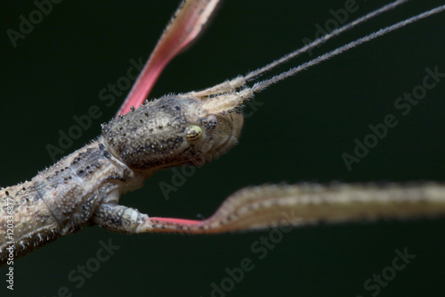 Wallpaper Mural Stick Insect in close up. Torontodigital.ca