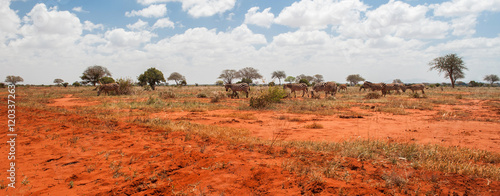 Zebras in Tsavo East