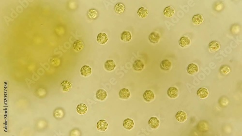 Green algae cells under microscope