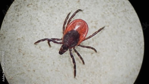 Taiga tick under microscope photo