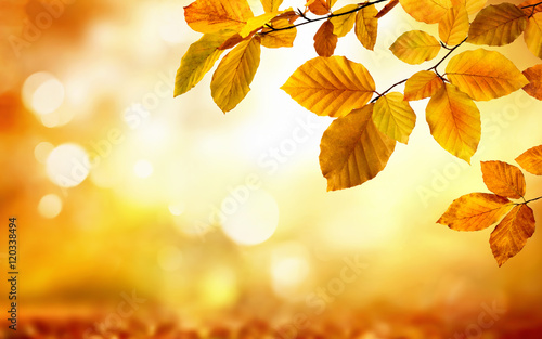 Gelbe Blätter im Herbst verzieren einen unscharf leuchtenden Hintergrund in der Botanik