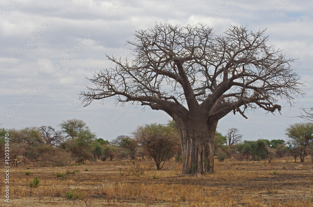 Baobab dans la savane Africaine Baobab dans la savane Africaine