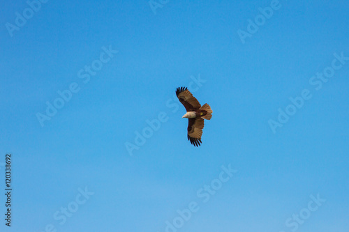 Brahminy Kite in flight on sky