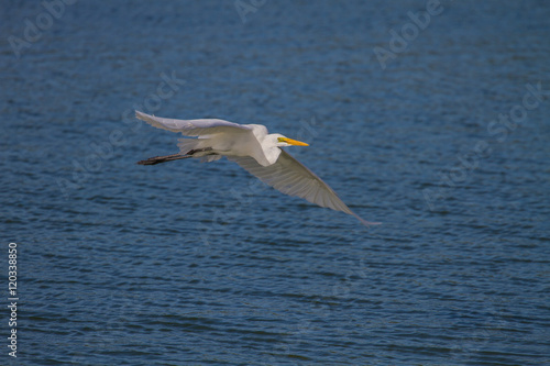 Great Egret flying in nature