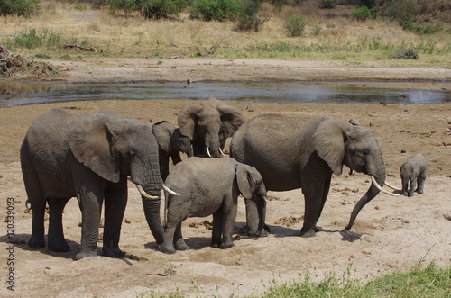 Une famille d   l  phants boivent au bord d une rivi  re