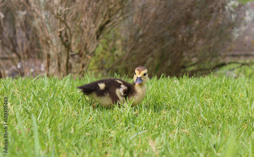 Small chick duck outdoor on green grass Small chick duck outdoor on green grass