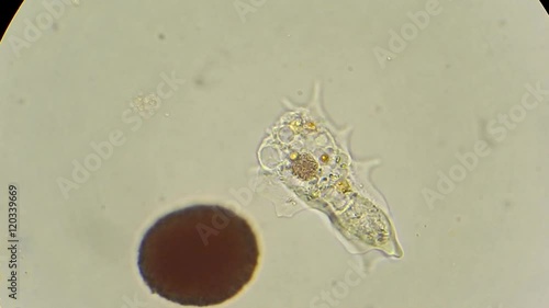 unicellular amoeba motion under microscope 600x