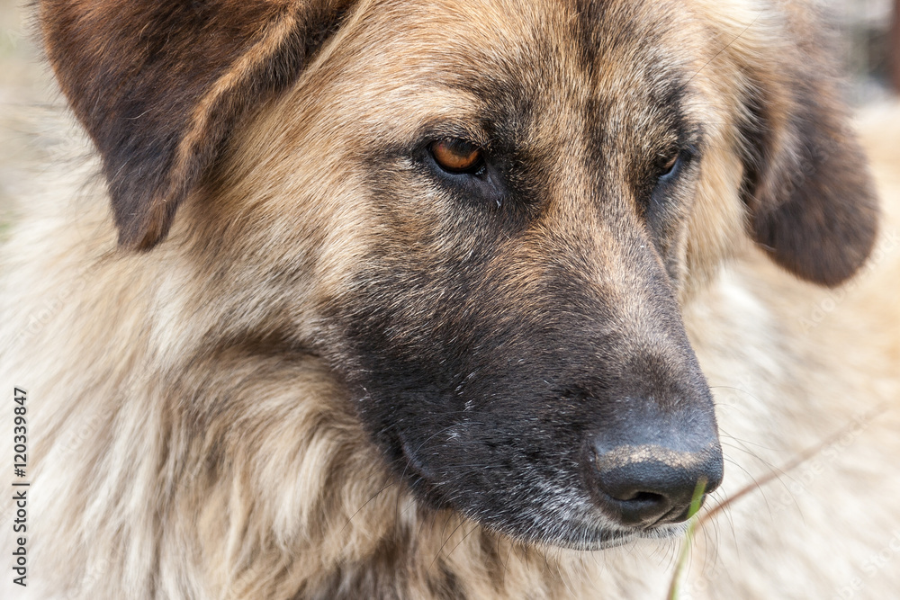 Close-up of the head a stray dog. Close-up of the head a stray dog.