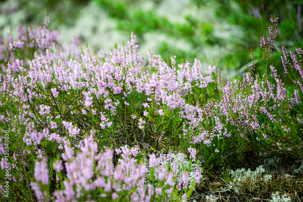 Obraz premium forest heather flowers and blossoms in spring