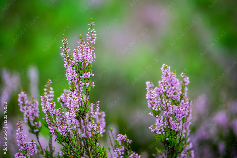 forest heather flowers and blossoms in spring forest heather flowers and blossoms in spring