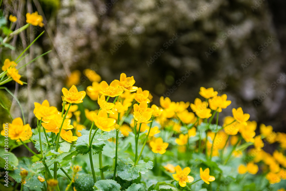 Fototapeta premium forest flowers and blossoms in spring