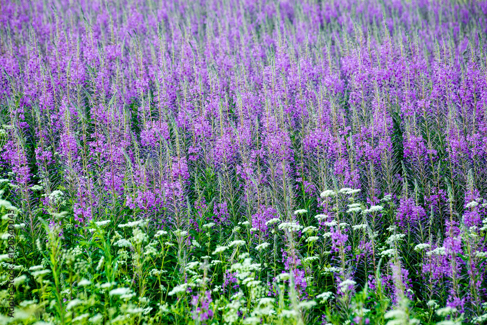 Fototapeta premium violet forest flowers and blossoms in spring