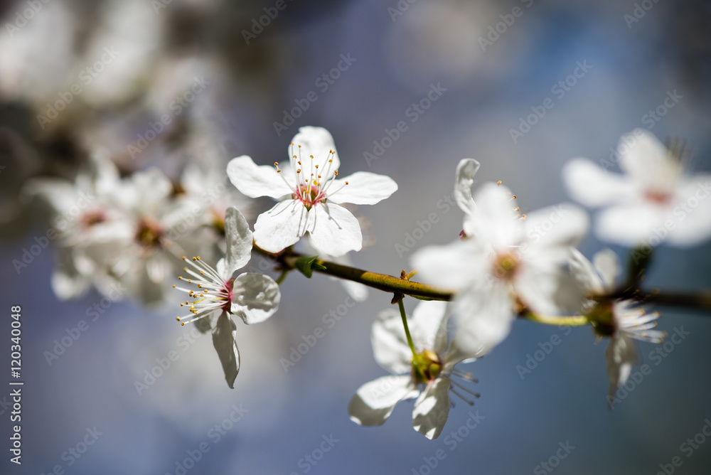 apple tree blossoms in spring