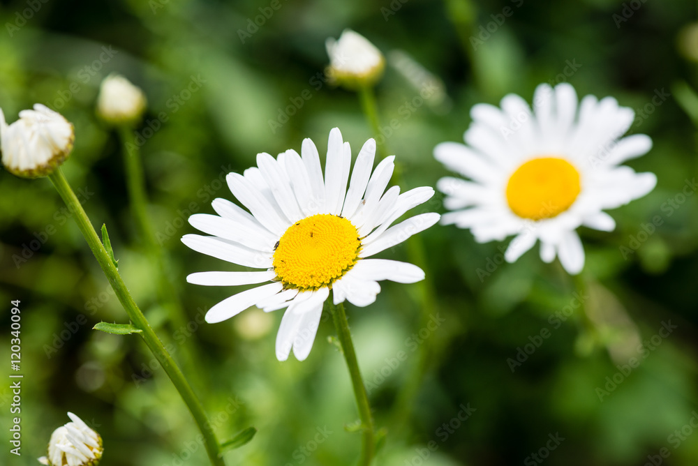 forest flowers and blossoms in spring forest flowers and blossoms in spring