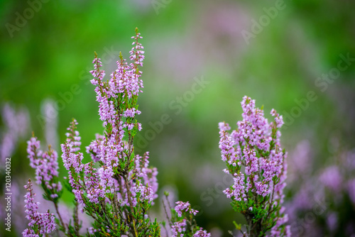 forest heather flowers and blossoms in spring