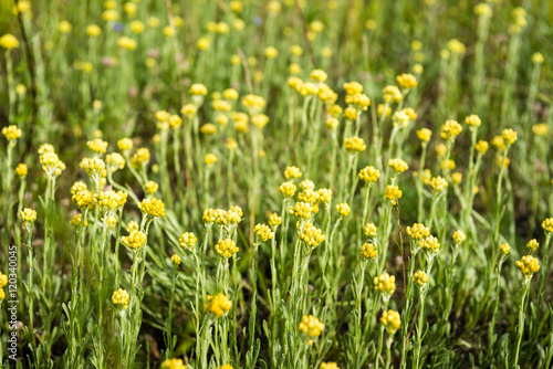 forest flowers and blossoms in spring