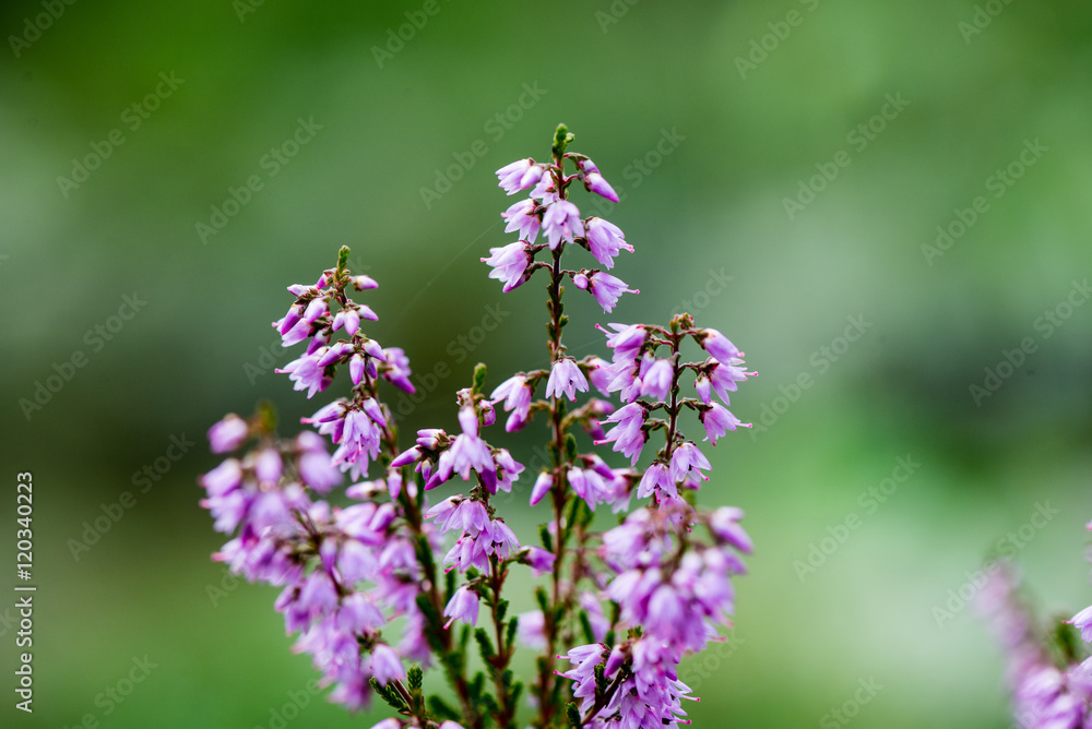 forest heather flowers and blossoms in spring forest heather flowers and blossoms in spring