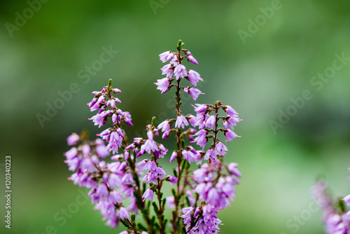 forest heather flowers and blossoms in spring