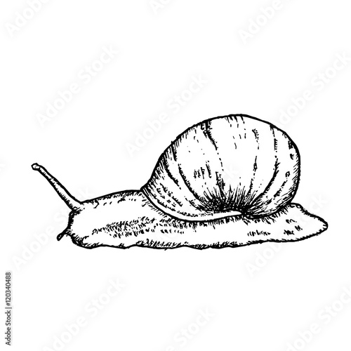 Snail. Vintage black and white hand drawn vector illustration