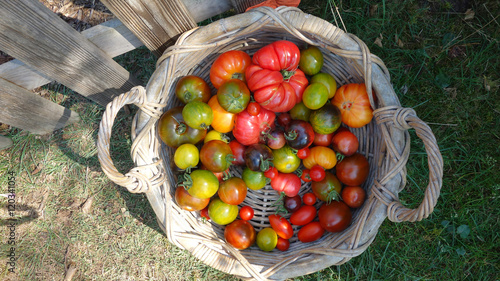 Panier de tomates anciennes