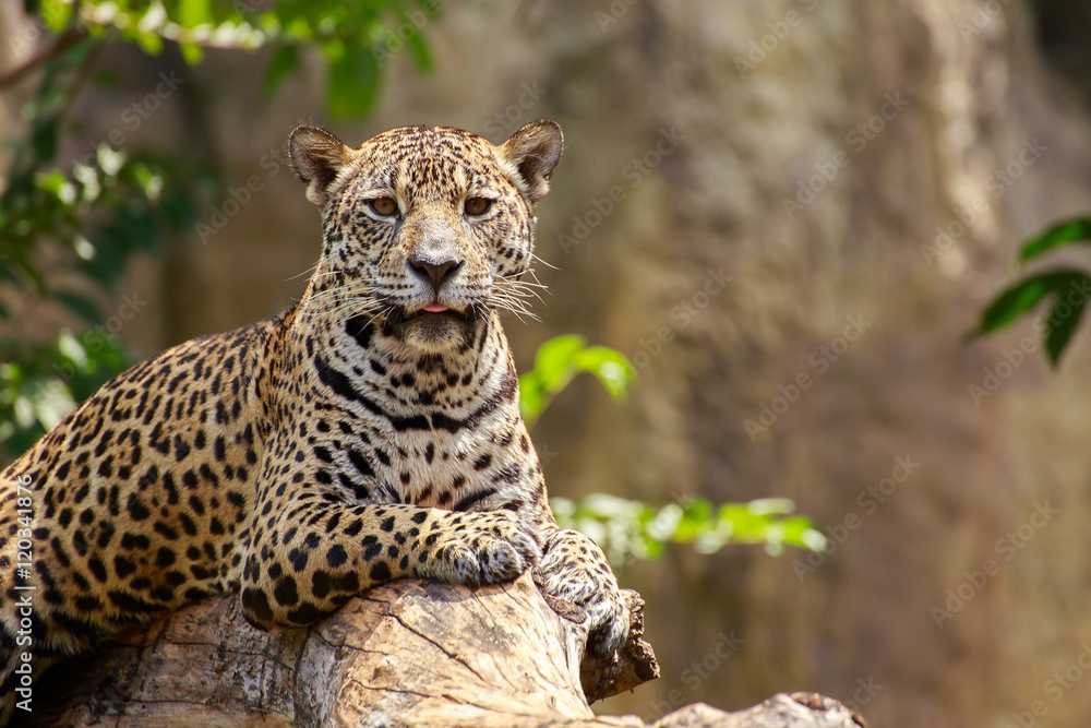 Obraz premium Jaguar on a branch.