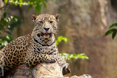 Jaguar on a branch.