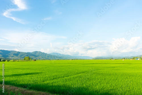 Landscape of green rice field and mountains view in Thailand