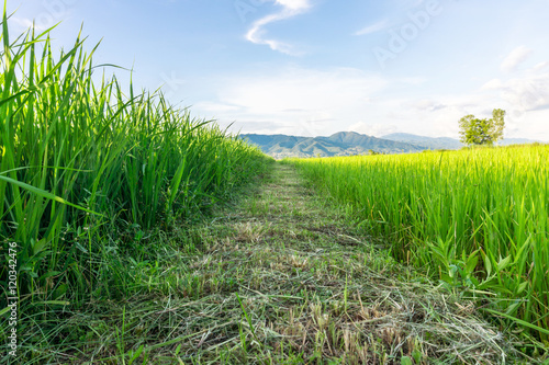landscape of green rice field and mountains view in Thailand