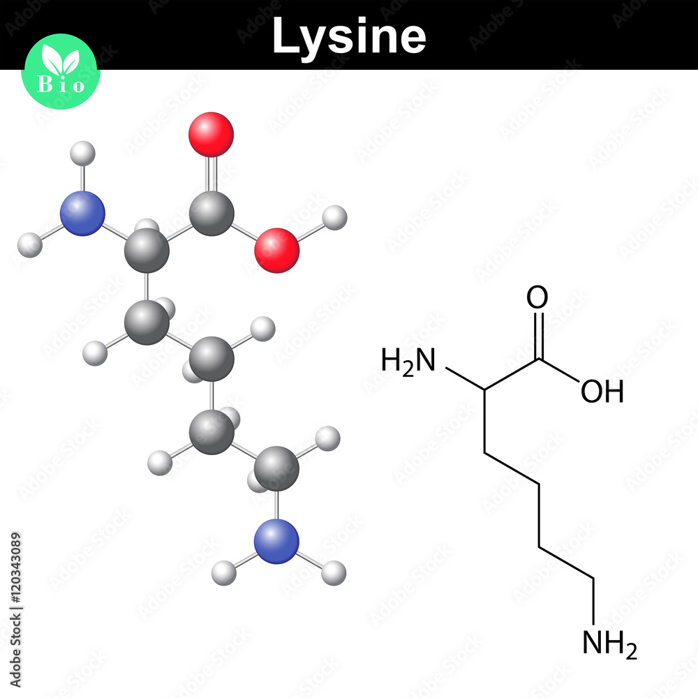 Lysine proteinogenic essential amino acid Adobe Stock