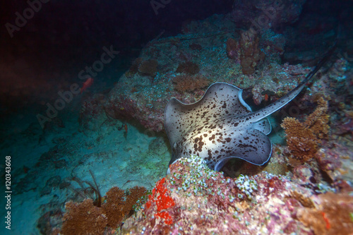 The blotched fantail ray (Taeniura meyeni), Maldives photo