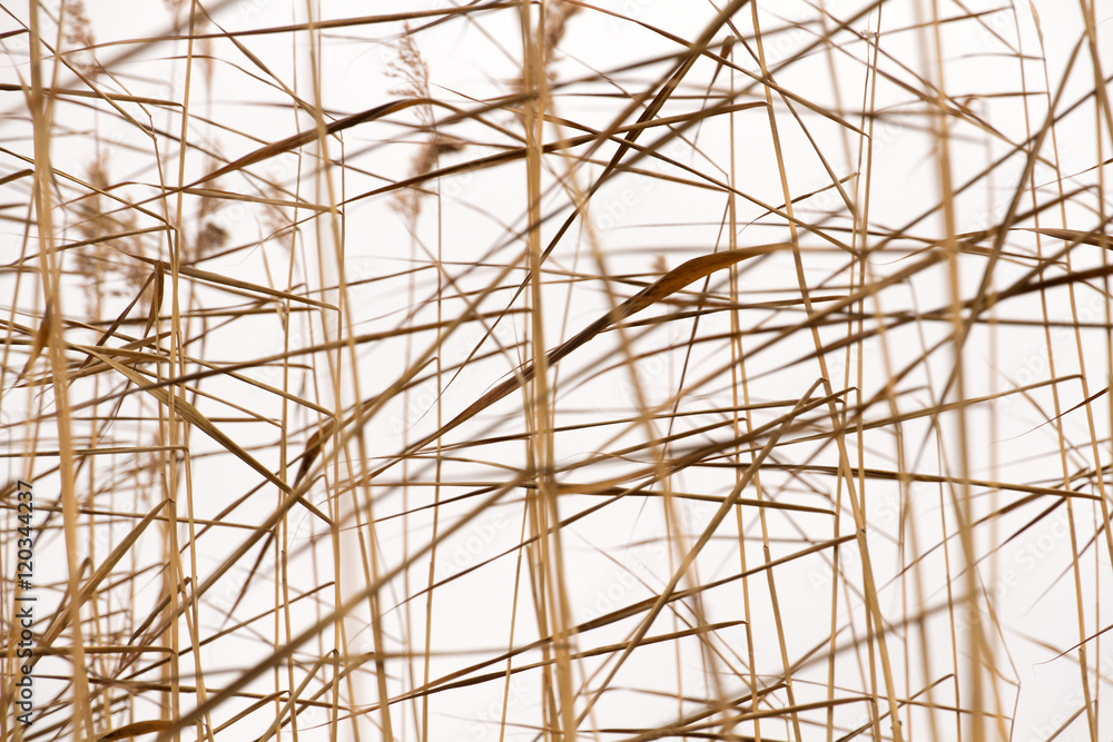 Dry reeds pattern Dry reeds pattern
