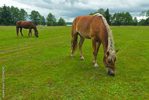 Horses grazing meadow