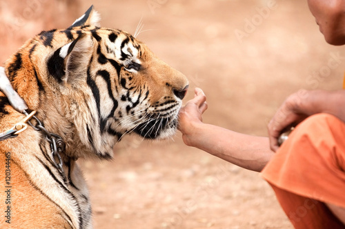 фотографія A monk playing with Tame tiger