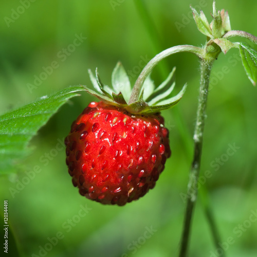 Wild strawberry closeup