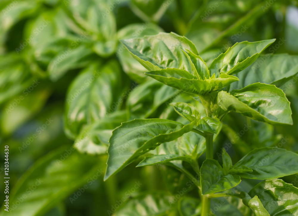 Basil closeup