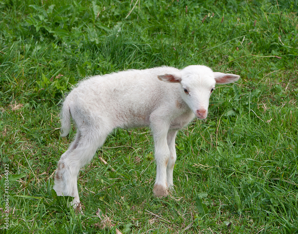 Obraz premium White lamb